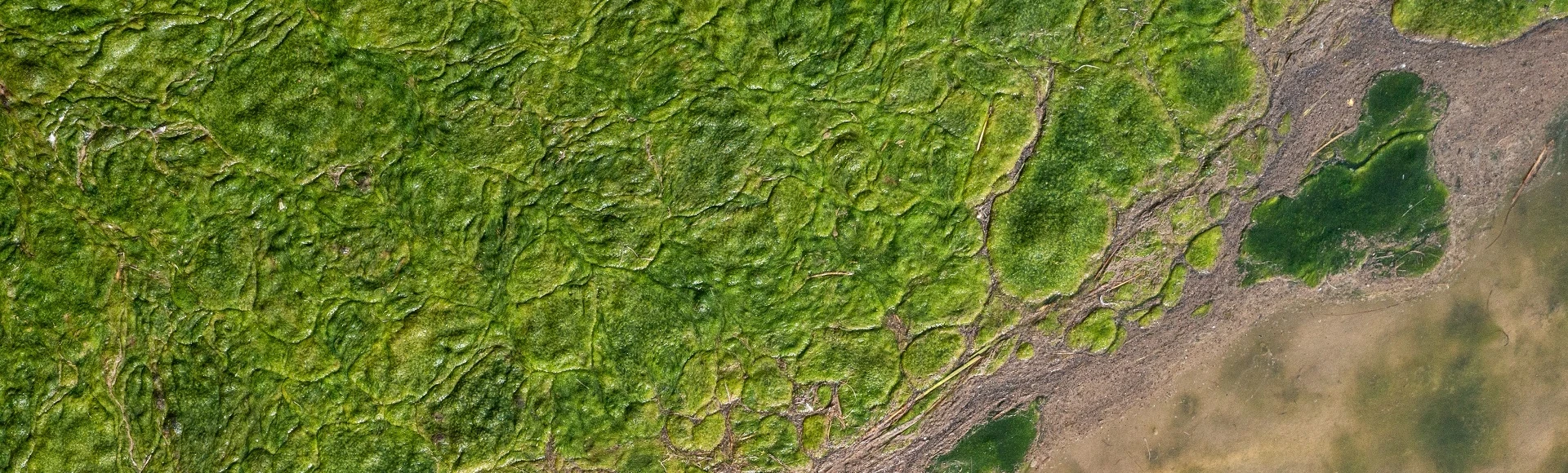 Chlorella w tabletkach, kapsułkach i proszku dostępna w aptece internetowej Apteka Centralna.