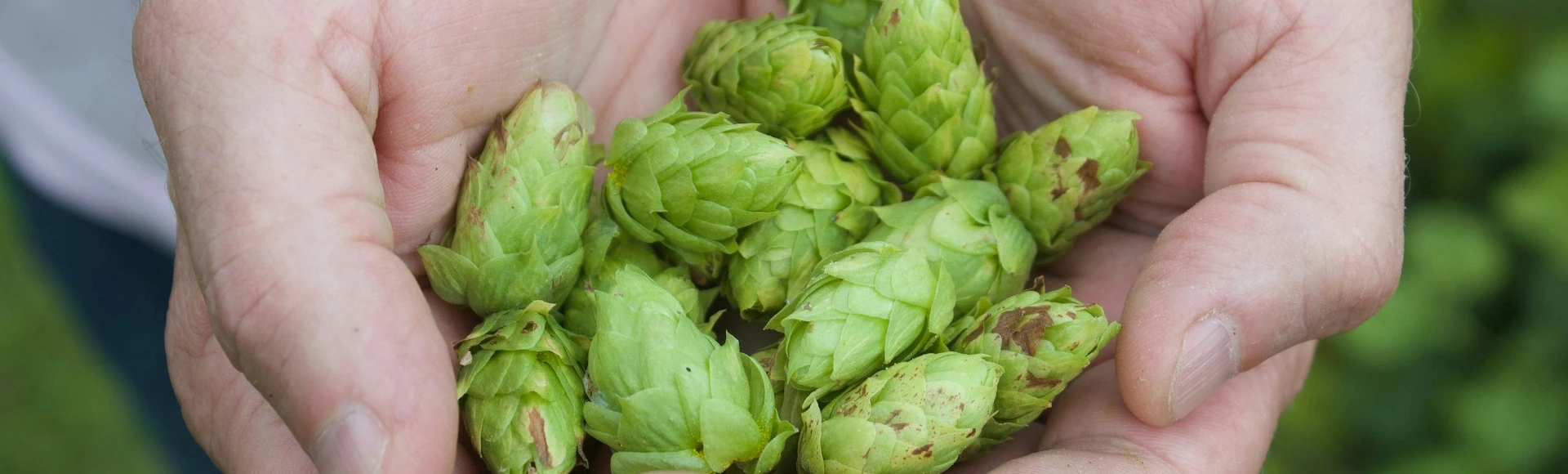 Suplementy diety z chmielem znajdziesz w aptece Centralna.pl