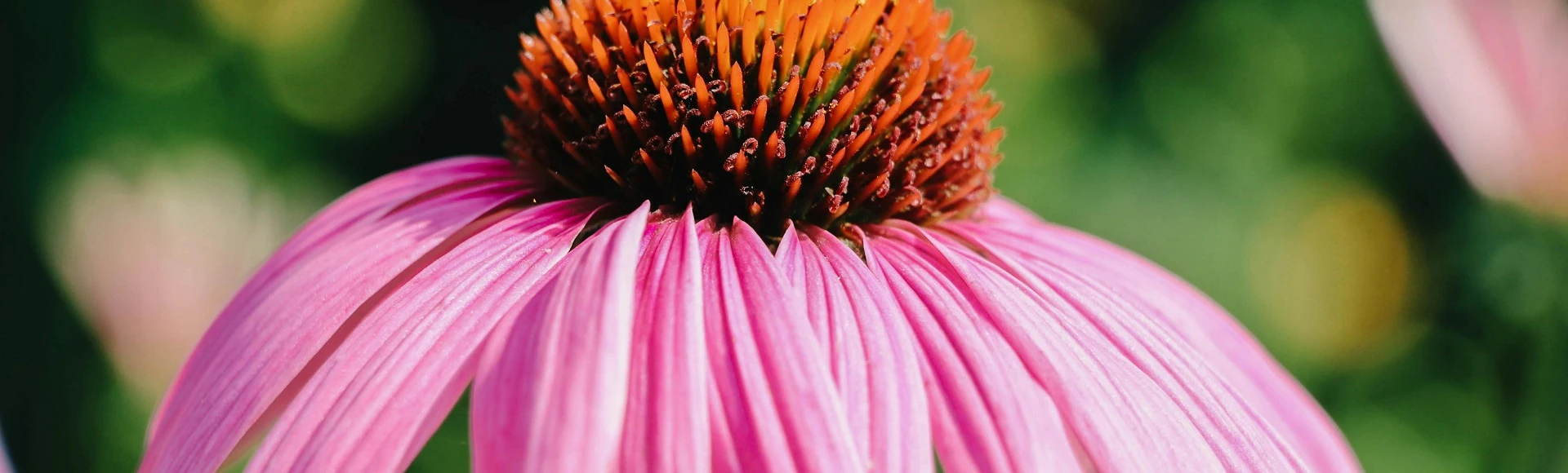 Echinacea tabletki, syrop i krople z jeżówką purpurową znajdziesz w aptece Centralna.pl