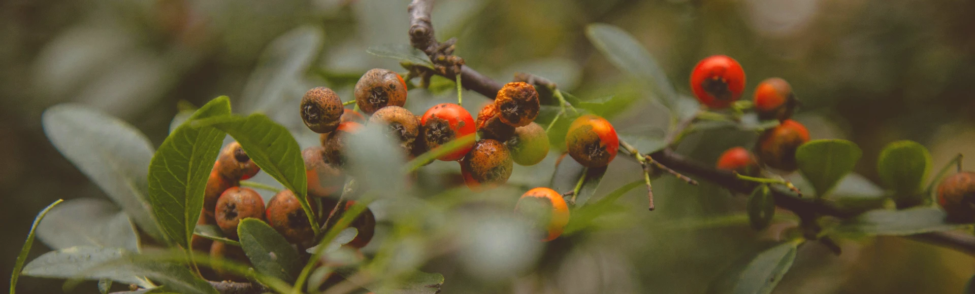 Suplementy diety z głogiem są szczególnie polecane osobom chcącym wesprzeć zdrowie serca, zadbać o właściwe ciśnienie krwi oraz odpowiedni poziom cholesterolu. Tabletki, kapsułki i nalewki z głogiem znajdziesz w Aptece Centralnej. Suplementy diety z głogiem są szczególnie polecane osobom chcącym wesprzeć zdrowie serca, zadbać o właściwe ciśnienie krwi oraz odpowiedni poziom cholesterolu. Tabletki, kapsułki i nalewki z głogiem znajdziesz w Aptece Centralnej.