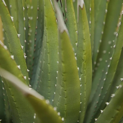 Aloes - właściwości, zastosowanie oraz korzyści dla zdrowia i urody