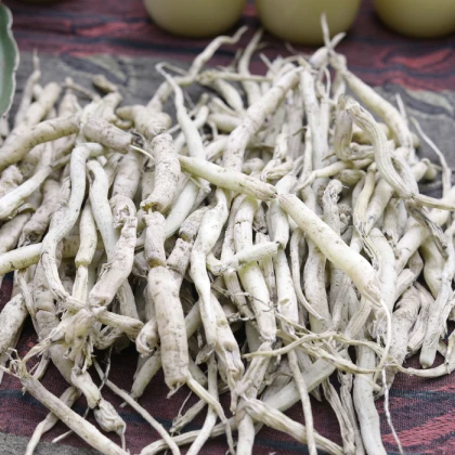 Ashwagandha, co to i na co warto ją stosować?