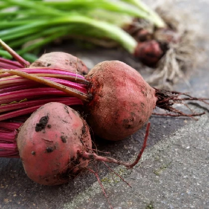 Buraki czerwone – dlaczego warto je jeść?