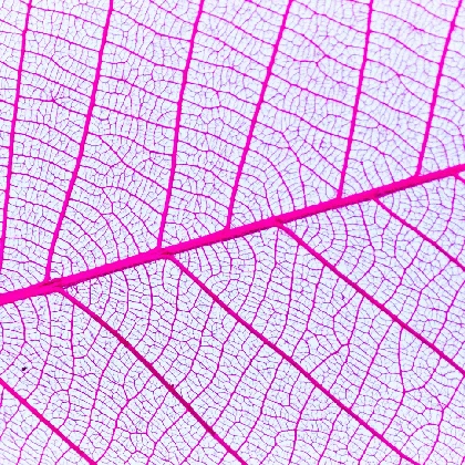 Cera naczynkowa - jak wygląda i jak ją właściwie pielęgnować? Cera naczynkowa - jak wygląda i jak ją właściwie pielęgnować?