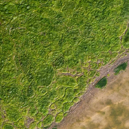 Chlorella – co to jest, jak działa i na co warto ją stosować?