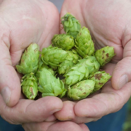 Chmiel – właściwości, wskazania i skutki uboczne