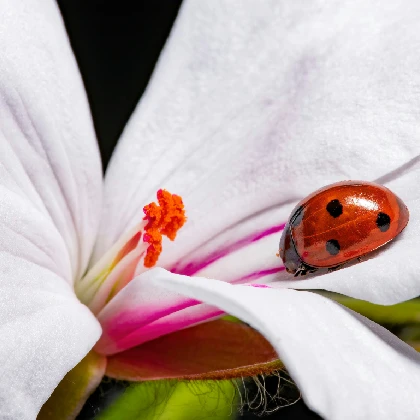 Co to jest łuszczyca, jakie są jej przyczyny i jak ją skutecznie leczyć? Co to jest łuszczyca, jakie są jej przyczyny i jak ją skutecznie leczyć?