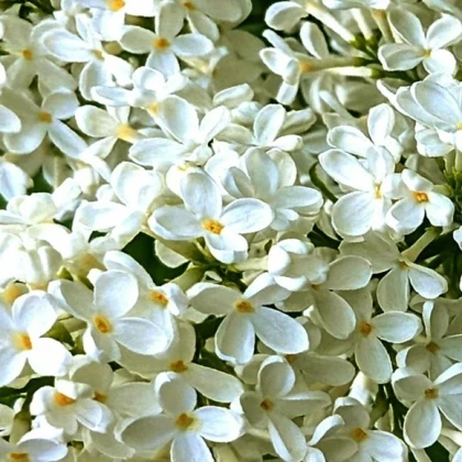 Czarny bez – naturalny sposób na przeziębienie i wzmocnienie odporności Czarny bez – naturalny sposób na przeziębienie i wzmocnienie odporności