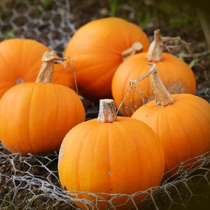 Dynia – właściwości, wartości odżywcze i sposoby spożycia Dynia – właściwości, wartości odżywcze i sposoby spożycia