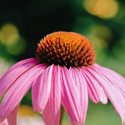 Echinacea – właściwości i zastosowanie jeżówki purpurowej