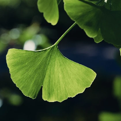 Ginkgo biloba – właściwości, wskazania i skutki uboczne miłorzębu japońskiego