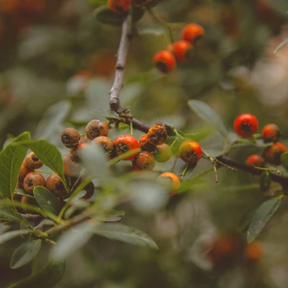 Głóg właściwości, przeciwwskazania i skutki uboczne Głóg właściwości, przeciwwskazania i skutki uboczne