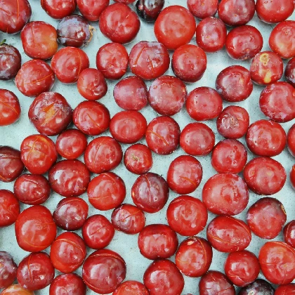 Guarana – co to, jakie ma właściwości i czy jest szkodliwa?