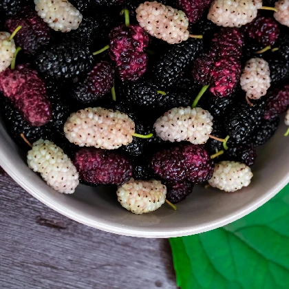 Morwa biała – co to i czemu warto ją stosować?