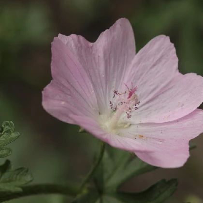 Prawoślaz lekarski – co to, na co stosować i jakie ma właściwości?