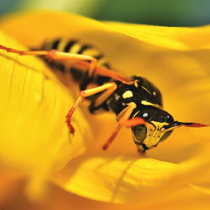 Propolis – co to, na co i jak go stosować?