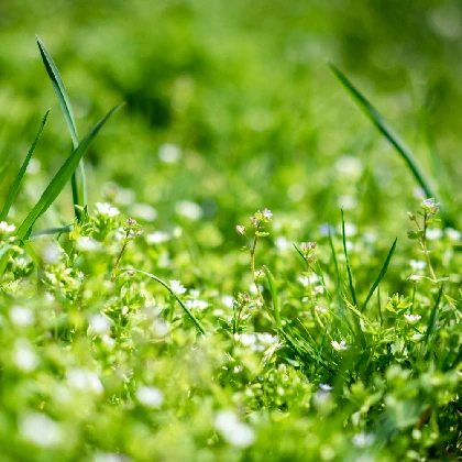 Przytulia czepna – właściwości, wskazania i szkodliwość