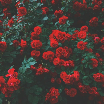 Trądzik różowaty – charakterystyka choroby i sprawdzone metody leczenia Trądzik różowaty – charakterystyka choroby i sprawdzone metody leczenia