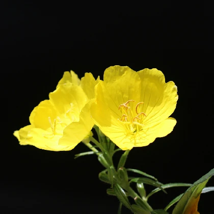 Wiesiołek – właściwości, zastosowania i przeciwwskazania