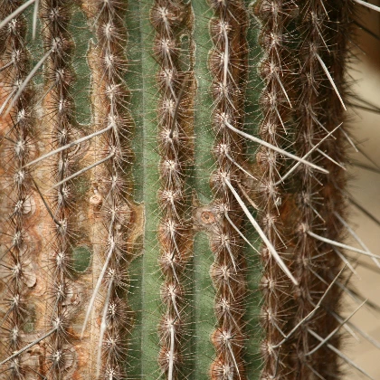 Wrastające włoski – dlaczego włosy rosną pod skórę i jak temu zapobiegać? Wrastające włoski – dlaczego włosy rosną pod skórę i jak temu zapobiegać?