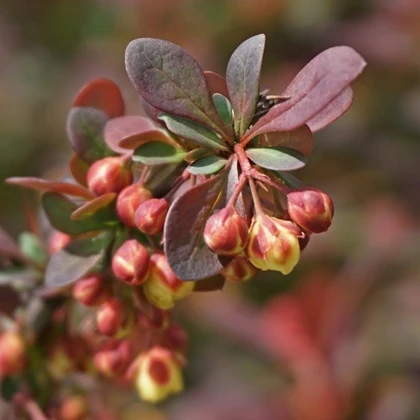 Zdrowie z natury - moc roślinnych suplementów Zdrowie z natury - moc roślinnych suplementów
