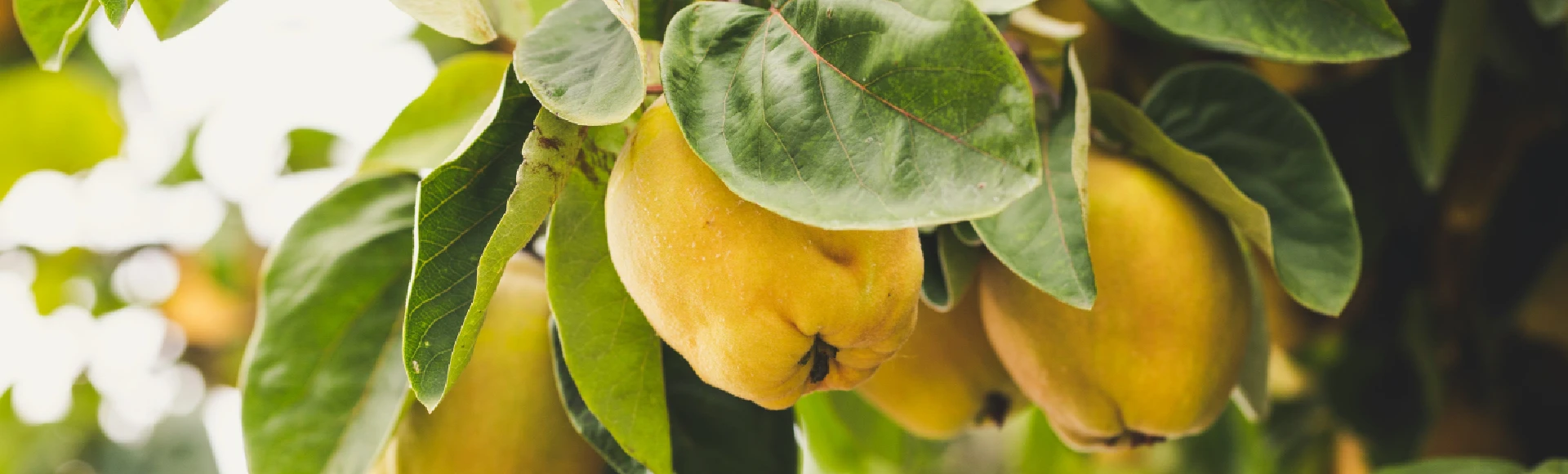 Uboga w witaminy i minerały dieta może osłabić organizm i pogorszyć samopoczucie. Suplementy diety w tym soki ze wzmacniającą odporność pigwą znajdziesz w internetowej Aptece Centralnej.