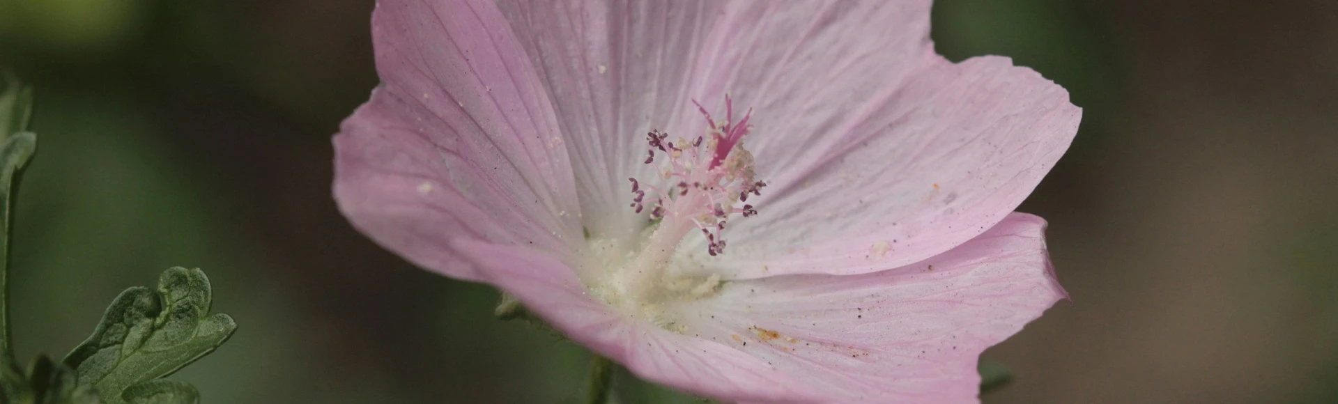 Syrop prawoślazowy i korzeń prawoślazu do zaparzania znajdziesz w aptece Centralna.pl