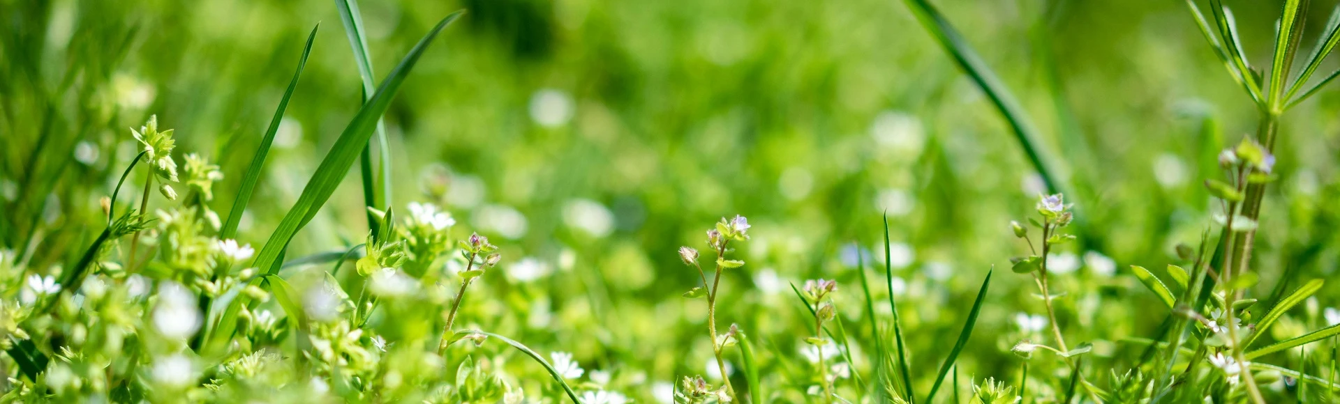 Herbatki ziołowe i suplementy diety z przytulią czepną znajdziesz w aptece Centralna.pl