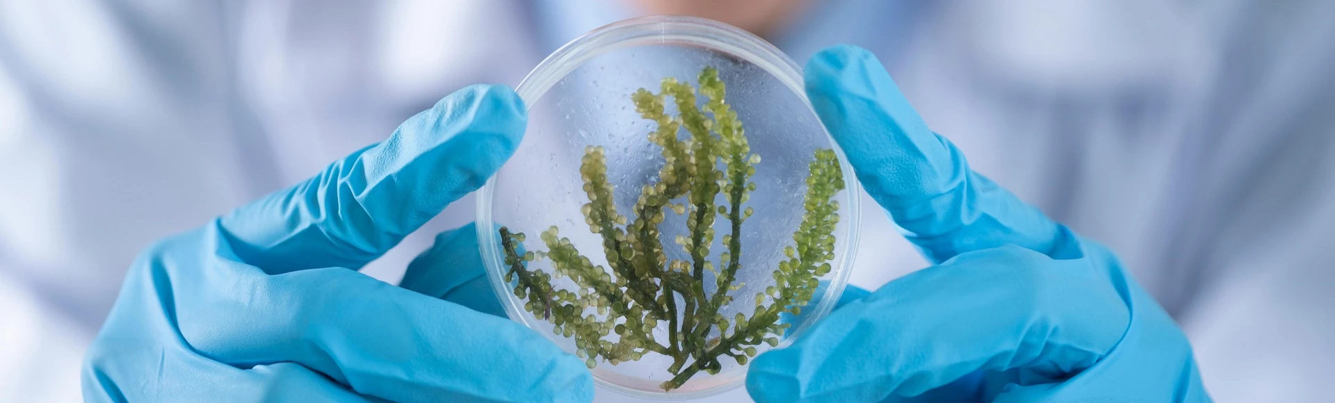 Suplementy diety ze spiruliną znajdziesz w aptece Centralna.pl