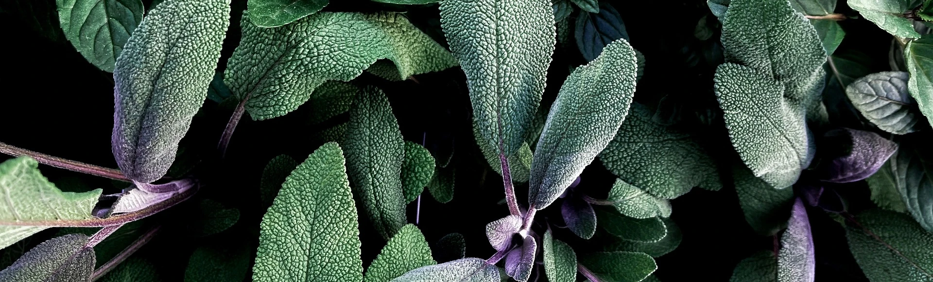 Szałwię lekarską do zaparzania i produkty z szałwią znajdziesz w aptece internetowej Centralna.pl