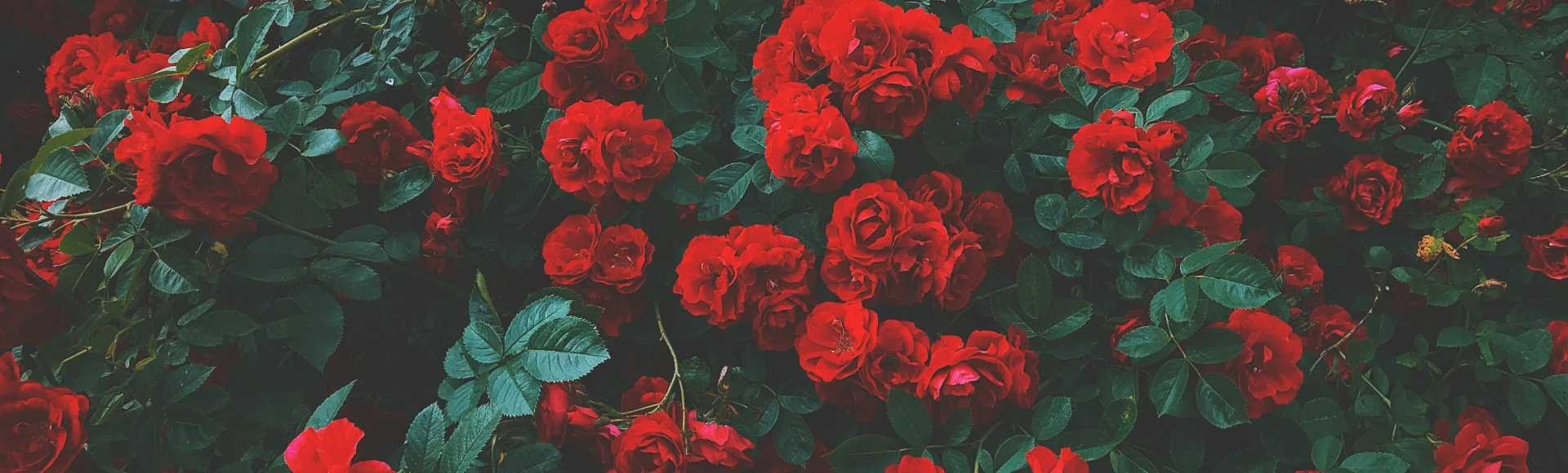 Pękające naczynka powodujące rumień, suchość i świąd skóry twarzy to objawy wskazujące na trądzik różowaty. Jakie są przyczyny i jak leczyć trądzik różowaty? Sprawdzone produkty znajdziesz w internetowej Aptece Centralnej. Pękające naczynka powodujące rumień, suchość i świąd skóry twarzy to objawy wskazujące na trądzik różowaty. Jakie są przyczyny i jak leczyć trądzik różowaty? Sprawdzone produkty znajdziesz w internetowej Aptece Centralnej.