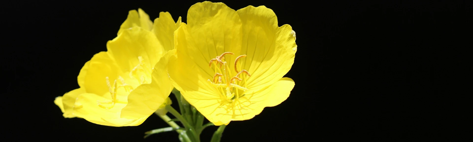 Olej z wiesiołka w płynie oraz kapsułki z olejem z wiesiołka znajdziesz w aptece Centralna.pl