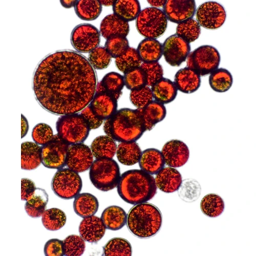 Proton Labs Astaksantyna 8 mg, 60 kapsułek - Z naturalną astaksantyną z alg Haematococcus pluvialis - 1