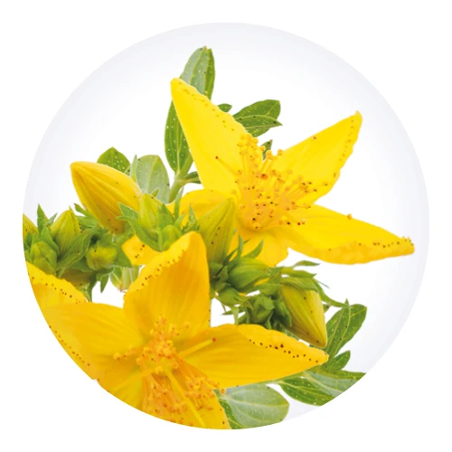 Succus Hyperici, płyn doustny, 100 ml - Sok ze świeżego ziela dziurawca - 2